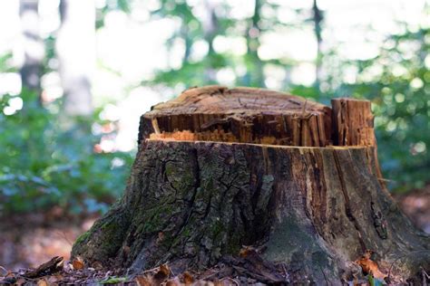 Tree Stump Creative Commons Bilder