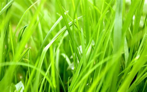Selective Focus Photography Of Grass Hd Wallpaper Wallpaper Flare