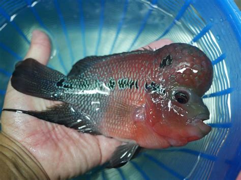 We did not find results for: flower: Flowerhorn Cichlid For Sale Near Me
