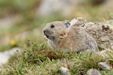 Pika In Rocky Mountain National Park Rocky Mountain National Park