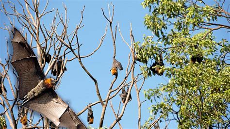 Plans To Address Tweeds Flying Fox Camps Daily Telegraph