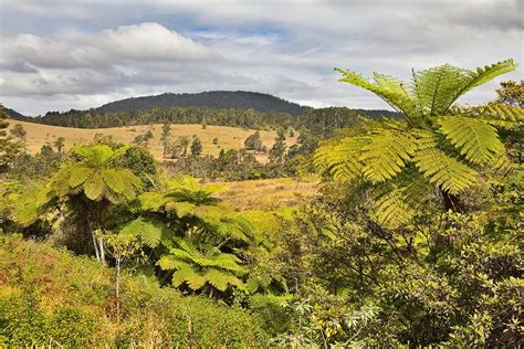 Queensland Landscape With Tree Fern And Rain Forest Photograph By Dirk