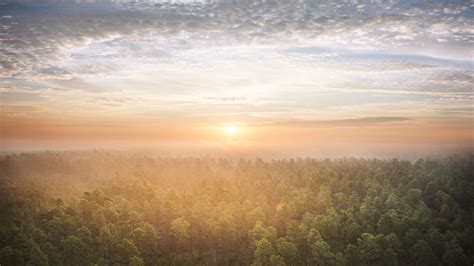 Download Wallpaper 3840x2160 Forest Trees Sun Light Nature Aerial