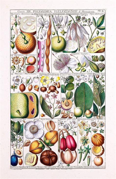 Vintage Art Botany Fruits Free Stock Photo Public Domain Pictures
