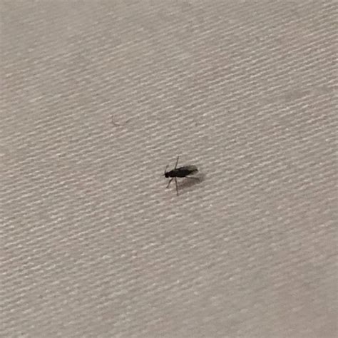 Tiny Black Bugs In House That Fly