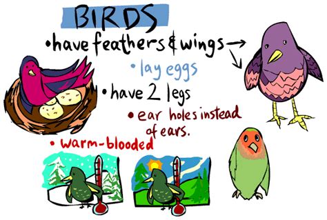 Kids Corner Bird Page