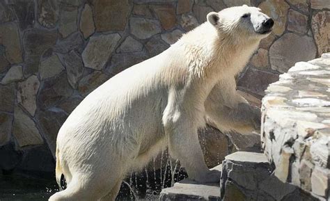 What Are The Most Popular Zoos In Russia