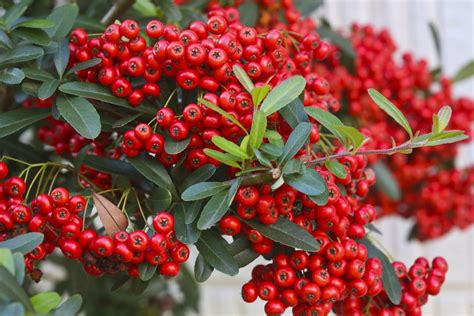 The poisonous tree is evidence seized in an illegal arrest, search, or interrogation by law enforcement. Shrubs With Poisonous Berries, Seeds, or Leaves