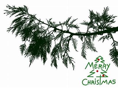 Cedar Tree Branch Christmas Vector Illustrations Clip