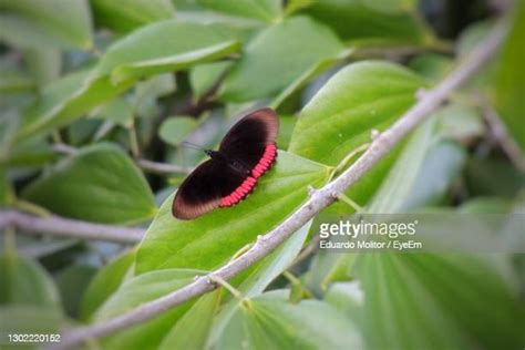 Brazilian Butterflies Photos And Premium High Res Pictures Getty Images
