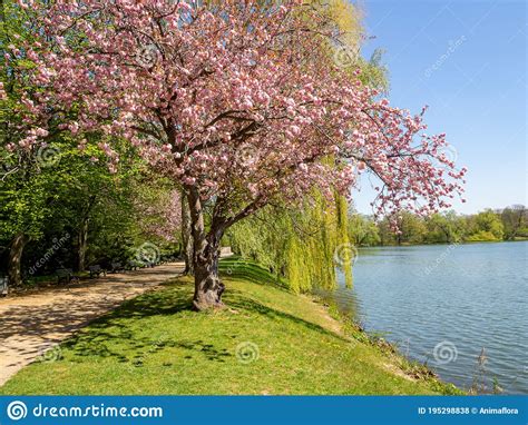Cherry Tree Blossoms In The Park Stock Photo Image Of Tree Blossoms