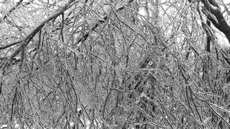 Icy Branches Breaking Youtube