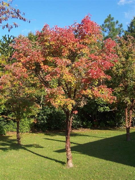 Mejor Arbol Para Jardin Los 5 Mejores árboles Para Tener Sombra En