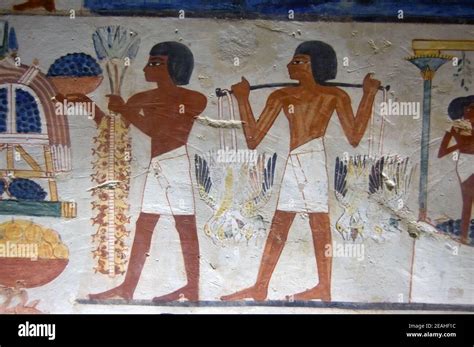 Ancient Egyptian Tomb Painting Showing Crops Food Being Harvested Tomb