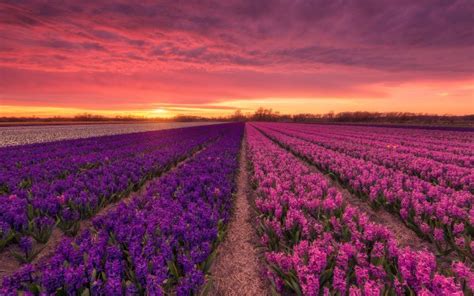 Sunset Over Field Of Purple Hyacinths 4k Ultra Hd Wallpaper