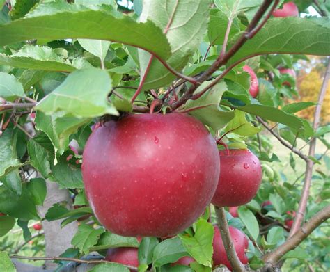 A Life Of Apples Story Of An Apple Rome Beauty