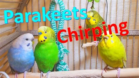 3 Hr Chirping Parakeets Eating Singing Playing Budgies Chirping Reduce