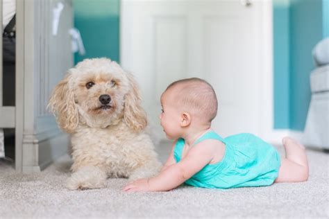 Is It Safe To Have Dogs Around Babies