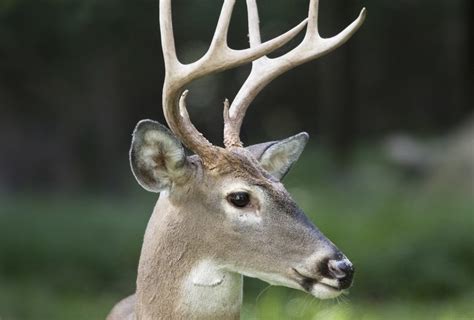 All About White Tailed Deer Welcome Wildlife