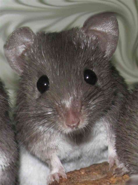 Mammalian Surprise African Mouse Can Regrow Skin Npr