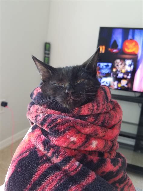 My Very Tired Yet Annoyed Cat Wrapped In Her Favorite Blanket Rpurrito