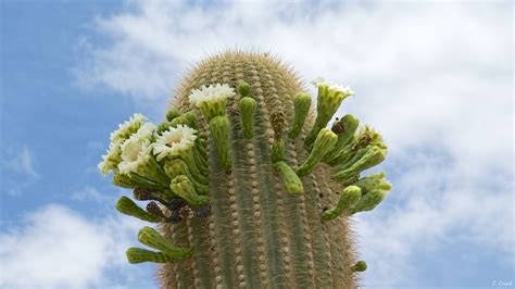 There are about 127 genera, with over 1750 known species. Cactus & Desert Plants - Making Photos