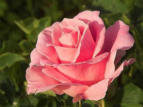 Romantic Rose Flower Wallpaper Avzio