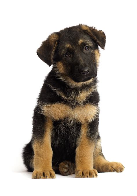How are your german shepherds with young. Considerations for Spaying or Neutering Your German ...