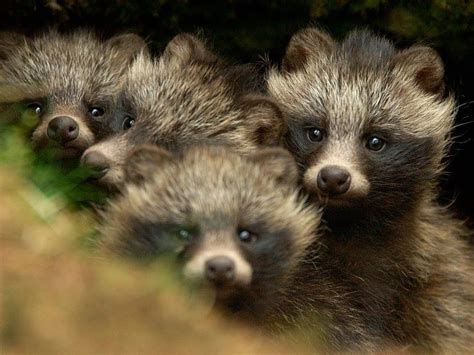 Four Tanuki Pups Better Known As Japanese Raccoon Dogs By Katherine