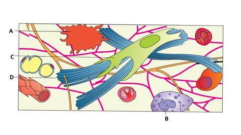 Areolar Connective Tissue Diagram