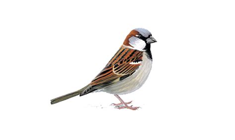 Sparrow PNG Transparent Sparrow.PNG Images. | PlusPNG
