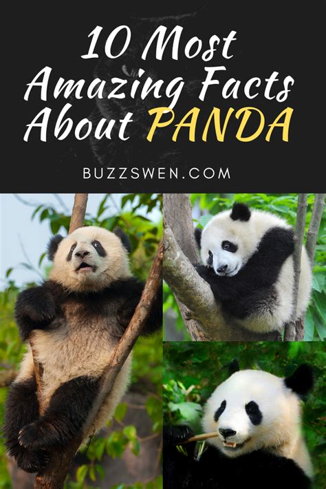 10 Interesting Facts About Giant Pandas A Giant Panda Is Much Bigger