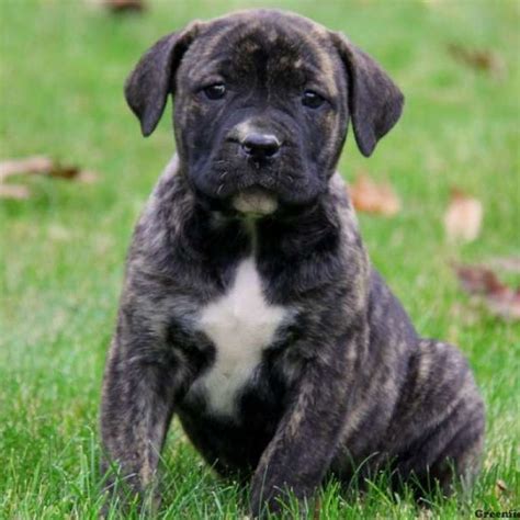 Check out our brindle bullmastiff selection for the very best in unique or custom, handmade pieces from our shops. African Boerboel Mix Puppies for Sale | Puppies for sale ...