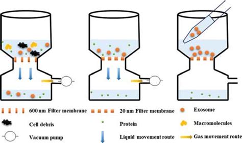A Simple Size Selective Method For Exosome Enrichment And Purification