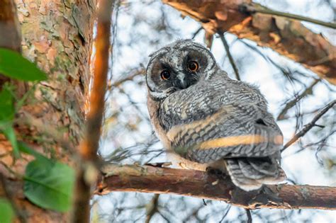 Owl Perched On Tree Branch · Free Stock Photo