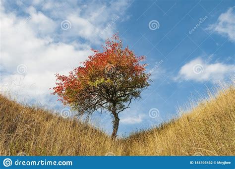 Lonely Autumn Tree Stock Photo Image Of Center Fall 144395462