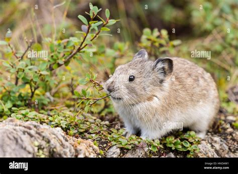 A Collared Pika Ochotona Collaris Holds A Piece Of Plant In Her Mouth