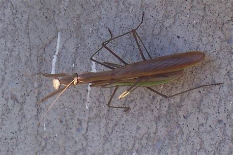 Mating Praying Mantises Tenodera Sinensis Bugguidenet
