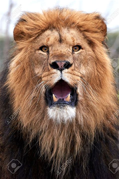 This Stock Photo Was Just Sold 123rf Portrait Lion Animal