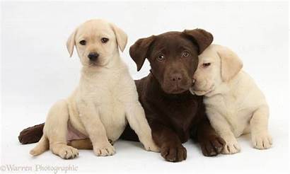 Labrador Chocolate Retriever Dog Yellow Puppies Pups