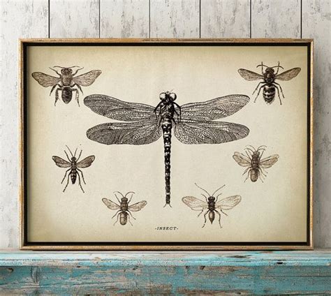 Dragonfly Print Dragon Fly Print Study Of By Elementaryprints Dragonfly