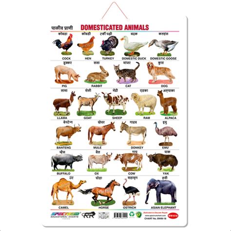 Art Card Marathi Domestic Animals Educational Wall Chart For Kids At