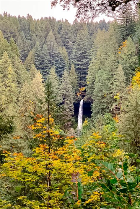 Beautiful Fall Colors At Silver Falls State Park In Oregon