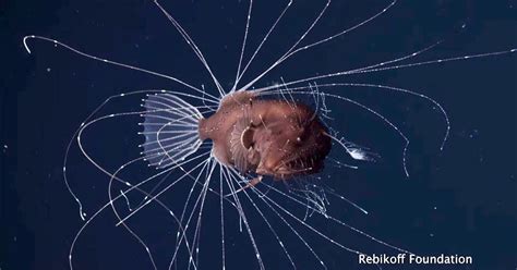 Ultra Rare Footage Of Mating Deep Sea Anglerfish Stuns Biologists Deep