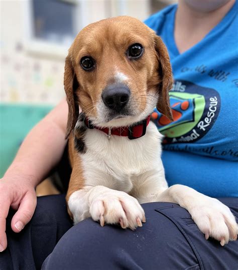 Harry And Meghan Adopt Virginia Rescue Beagle In Real Life Fairytale