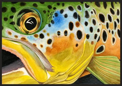 Tim Johnson Gallery Fly Fishing Art Trout Paintings Fish Watercolo