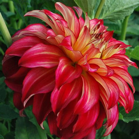 Dahlia Lady Darlene Rose Cottage Plants