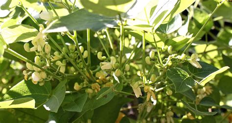 Lima flowers fast hand delivery for all occasions. Eating Pretty … Edible Flowers in my Garden - SavannaBel