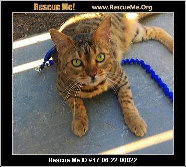 The world's largest accredited big cat rescue facility is right here in tampa, florida at big cat rescue. Oregon Bengal Rescue ― ADOPTIONS ― RescueMe.Org