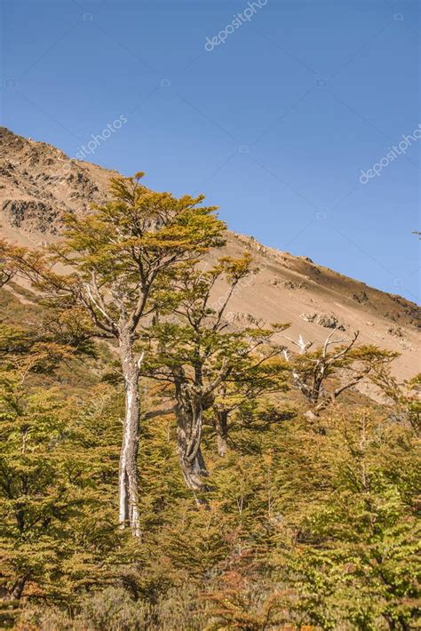 Patagonia Paisaje Frondoso Bosque Con Grandes árboles Como Tema